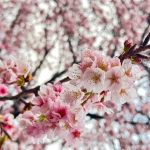 刺身ちえこ
