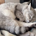 ねこねこ